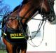 Police Horse Riot Protection - Chest protector