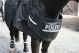 Police Horse Riot Protection - Chest protector