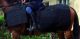 Police Horse Riot protection - Full Body Sheet