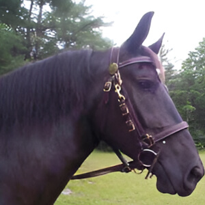 Halter / Bridles